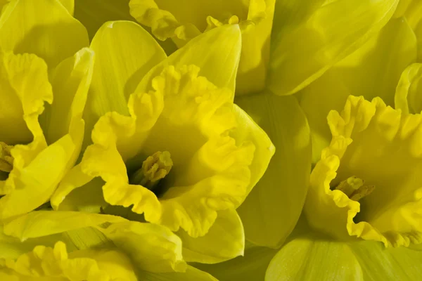 stock image Daffodils