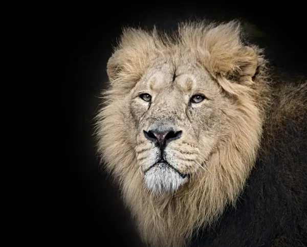 Lion Royalty Free Stock Images