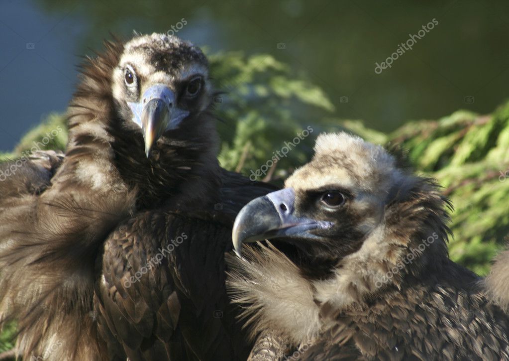 Mating vultures — Stock Photo © Clivia 1649285