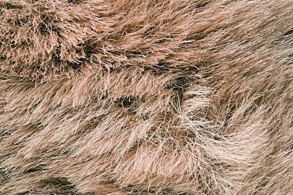 大まかな毛皮 — ストック写真