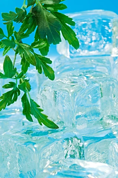 Leaf and ice — Stock Photo, Image