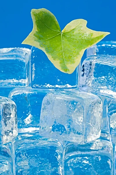 Ivy leaf and ice — Stock Photo, Image
