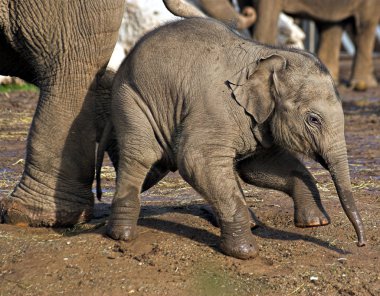 Baby elephant clipart