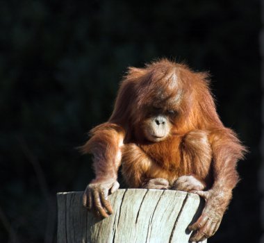 Baby orang utan clipart