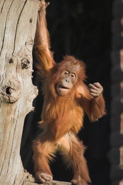 Baby orang utan clipart