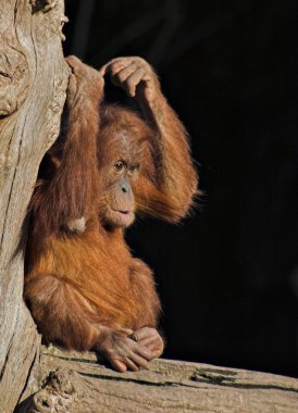 Baby orang utan clipart