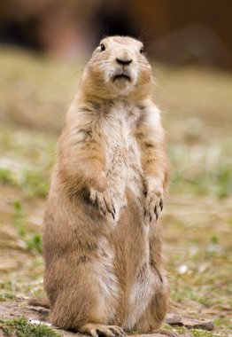 Prairie dog clipart