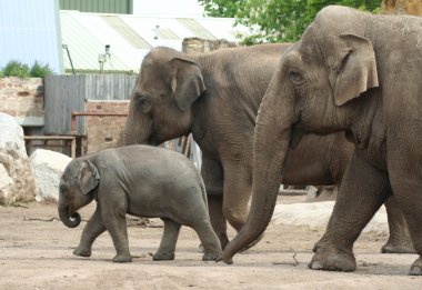 Elephant family clipart