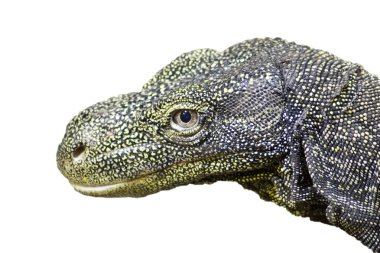 Crocodile monitor (salvadori varanus) clipart