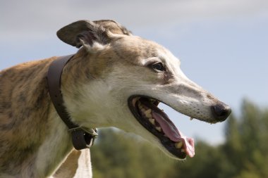 Greyhound clipart