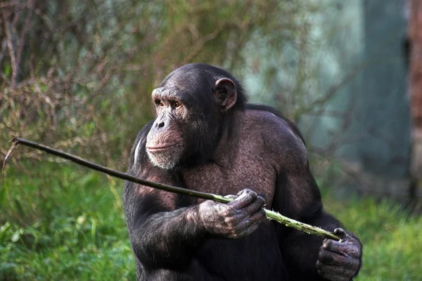 チンパンジー — ストック写真