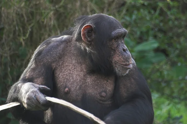 チンパンジー — ストック写真