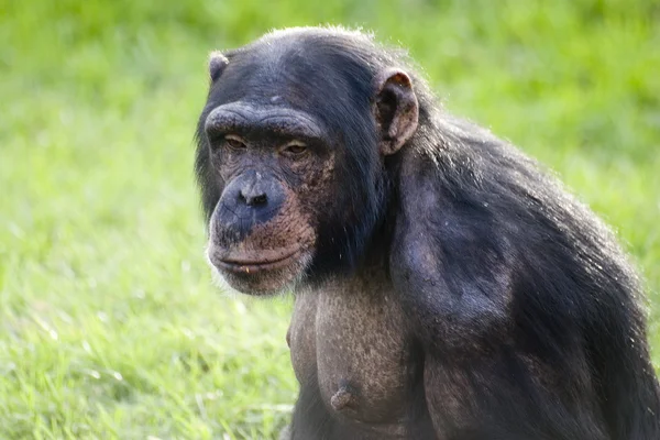Şempanze — Stok fotoğraf