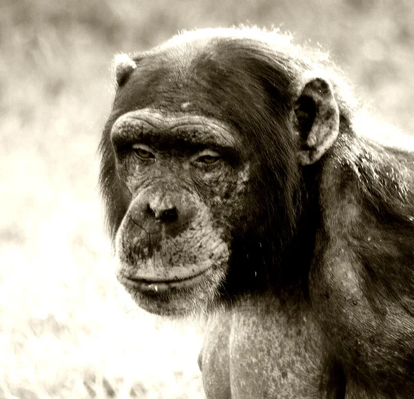 Şempanze — Stok fotoğraf
