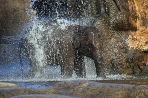 Sloní sprcha — Stock fotografie