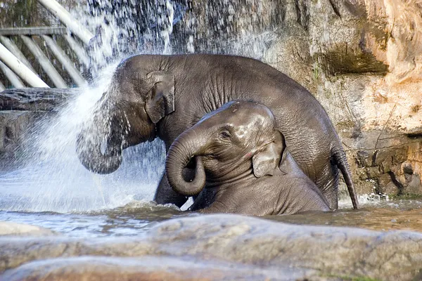 코끼리 샤워 — 스톡 사진