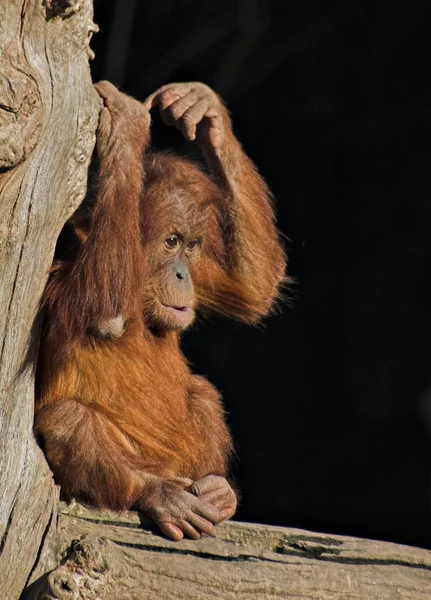 Dziecko orang utan — Zdjęcie stockowe