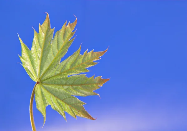 Young leaf — Stock Photo, Image
