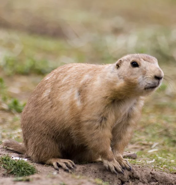 Präriehundar — Stockfoto