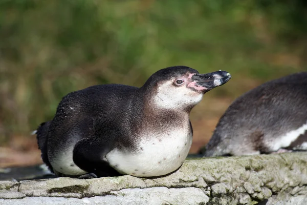 Pinguïn — Stockfoto