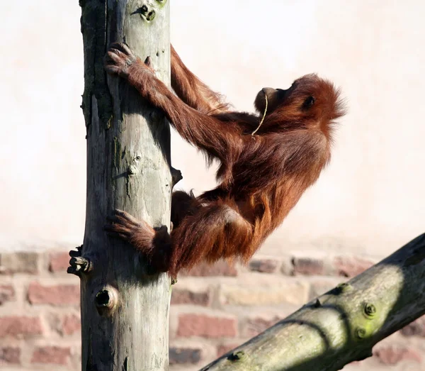 Orang drzewa — Zdjęcie stockowe