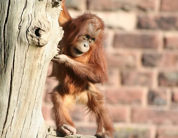 아기 오랑우탄 — 스톡 사진