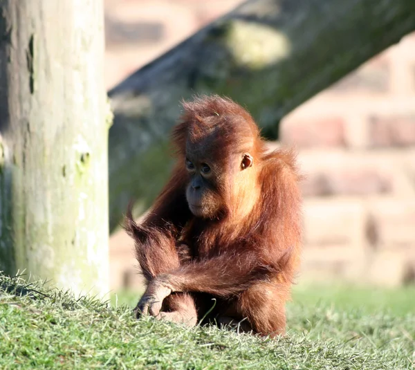 Dziecko orang — Zdjęcie stockowe