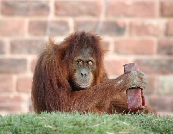 Orang gra — Zdjęcie stockowe