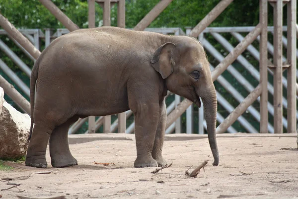 Juvenilní slon — Stock fotografie