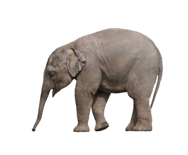 Μωρό ελέφαντας — Φωτογραφία Αρχείου