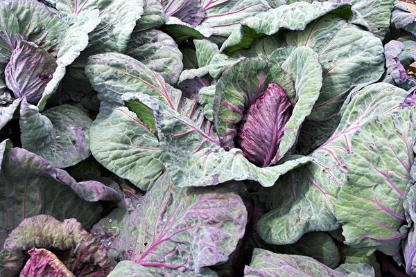 stock image Red cabbage