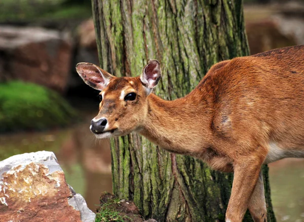 红鹿 — 图库照片