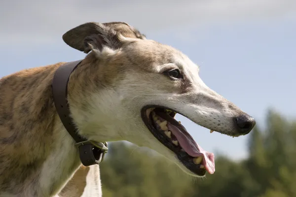 stock image Greyhound