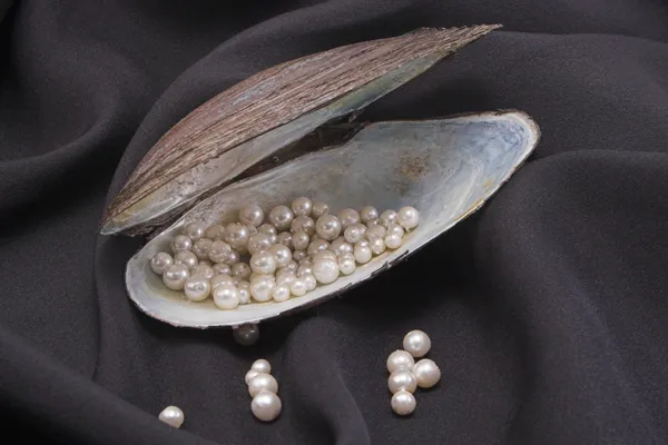珍珠 — 图库照片