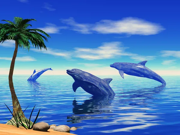 Golfinhos brincando — Fotografia de Stock