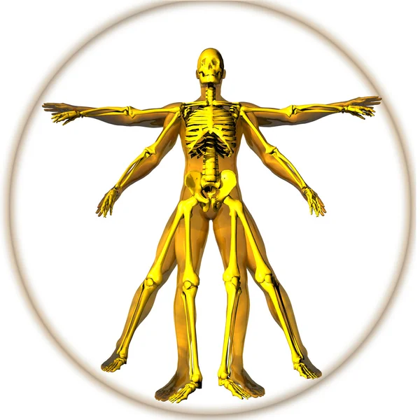 Leonardo man and skeleton — Stock Photo, Image