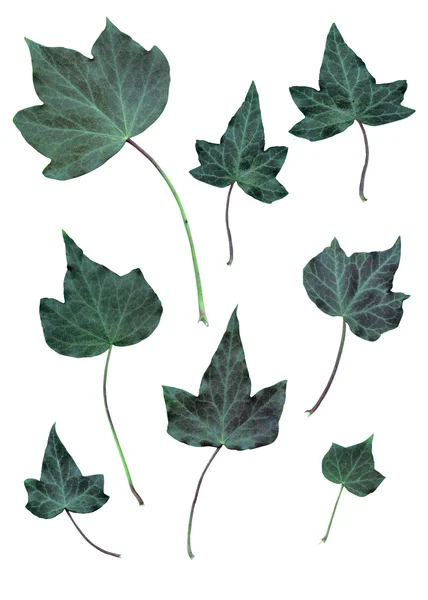 stock image Ivy leaves