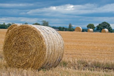 Harvest clipart