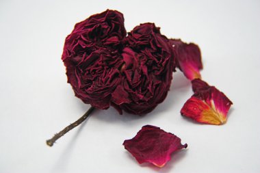 A dying rose clipart