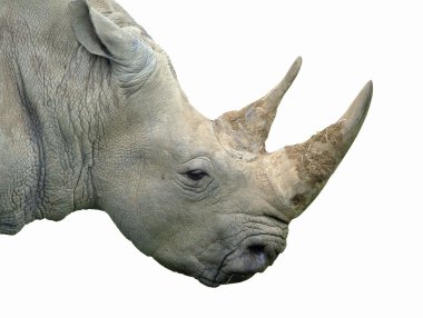 Rhino clipart