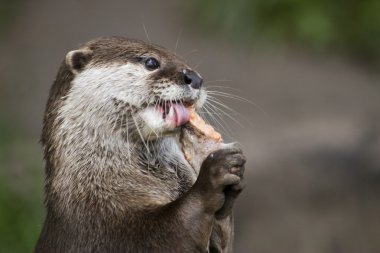 Otter clipart