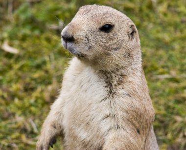 Prairie dog clipart