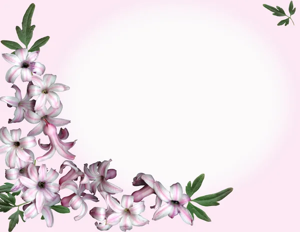 Background pink flowers — Stock Photo, Image