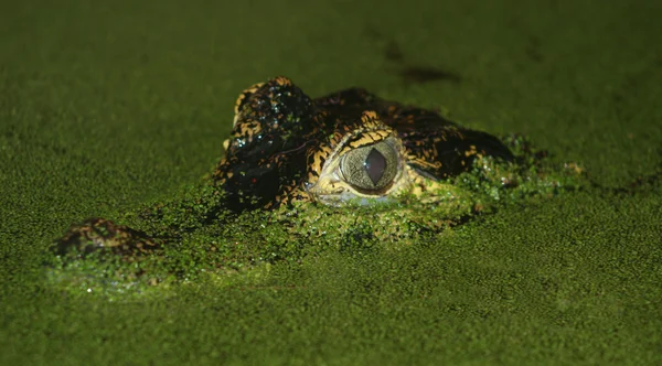 Olhos de crocodilo — Fotografia de Stock