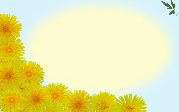 Dandelion background — Stock Photo, Image