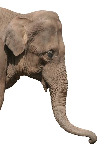 Sloní hlavou, izolované — Stock fotografie