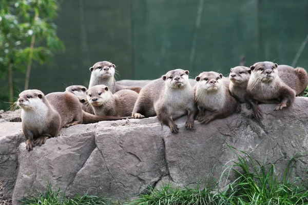 Otter familj — Stockfoto