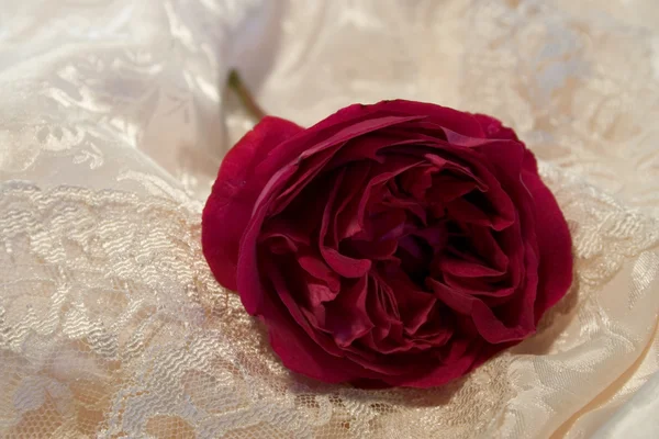 Redrose on satin and lace — Stock Photo, Image