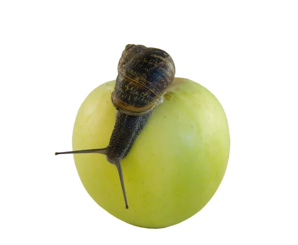 Σαλιγκάρι και μήλο — Φωτογραφία Αρχείου