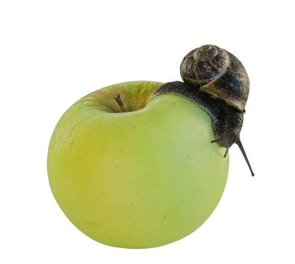 Равлики і яблуко — стокове фото